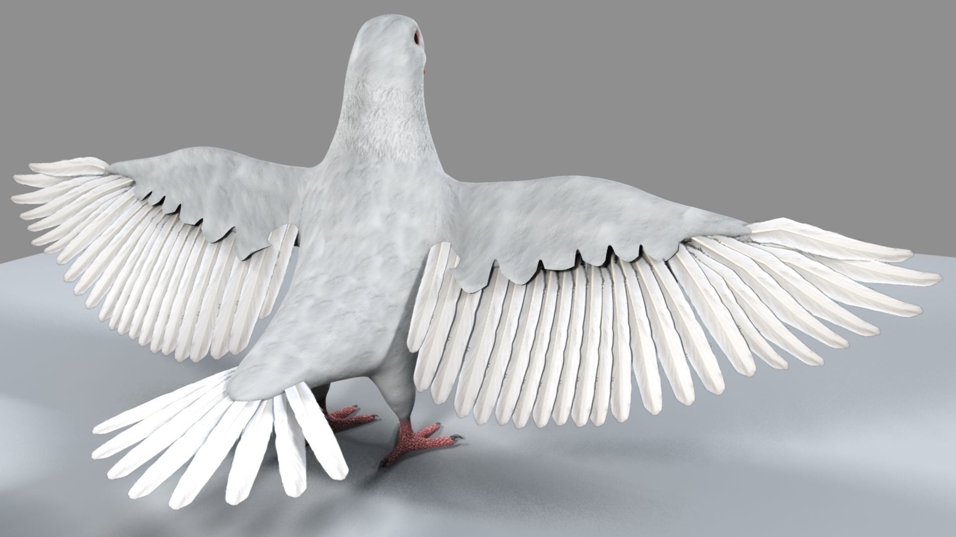 White Pigeon 3D model_16