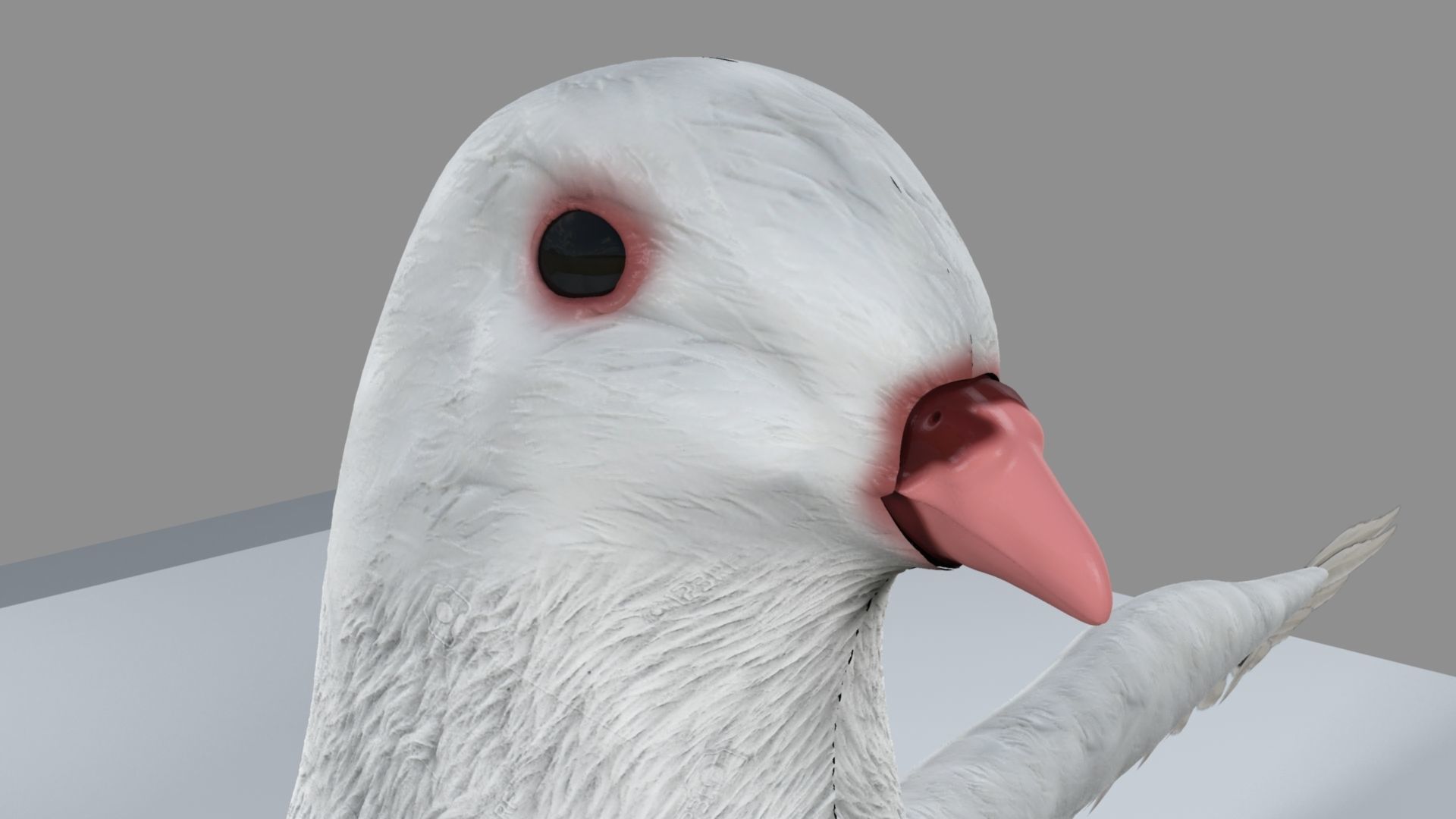 White Pigeon 3D model_10