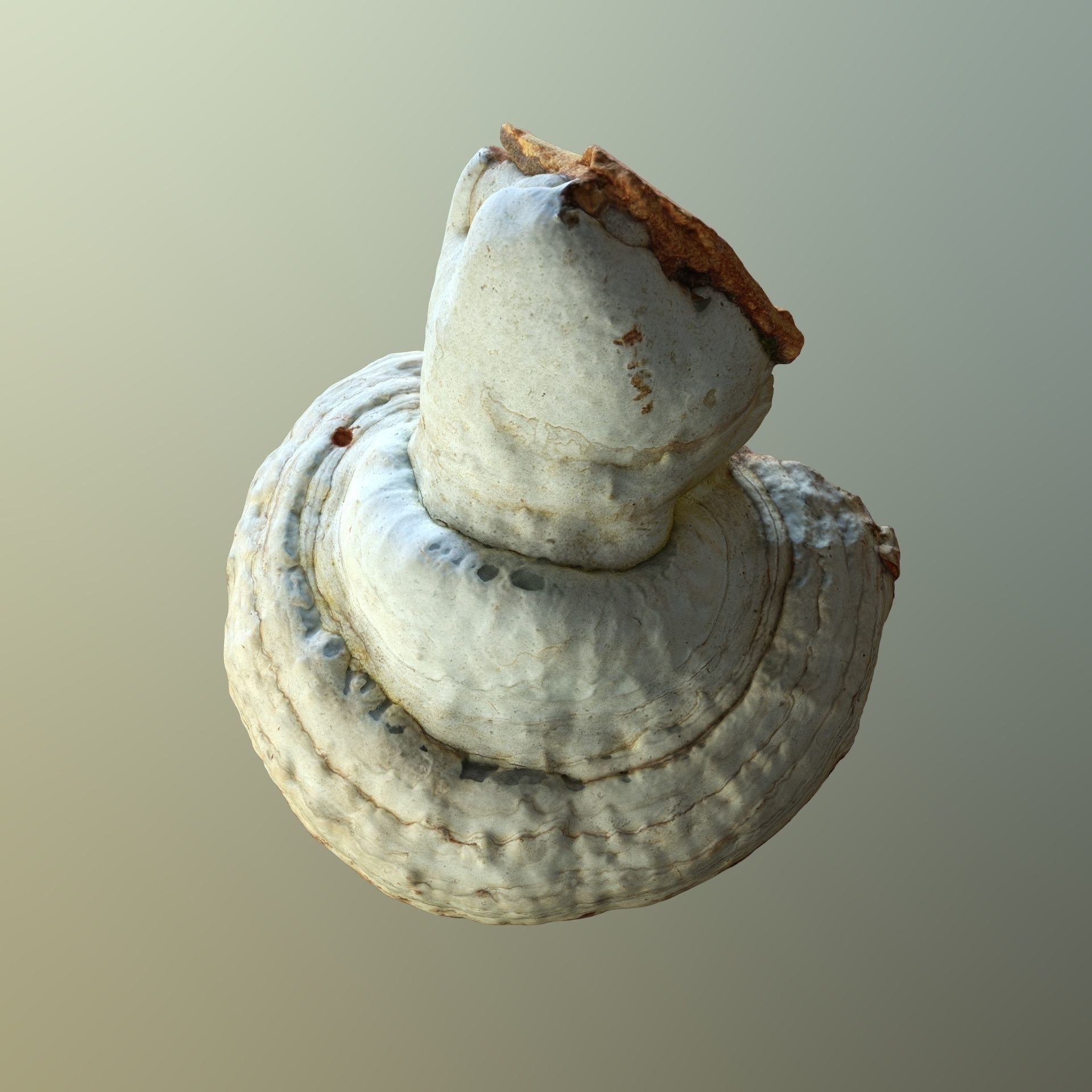 Forest Mushroom - Polypore - Ganoderma Low-poly 3D model_3