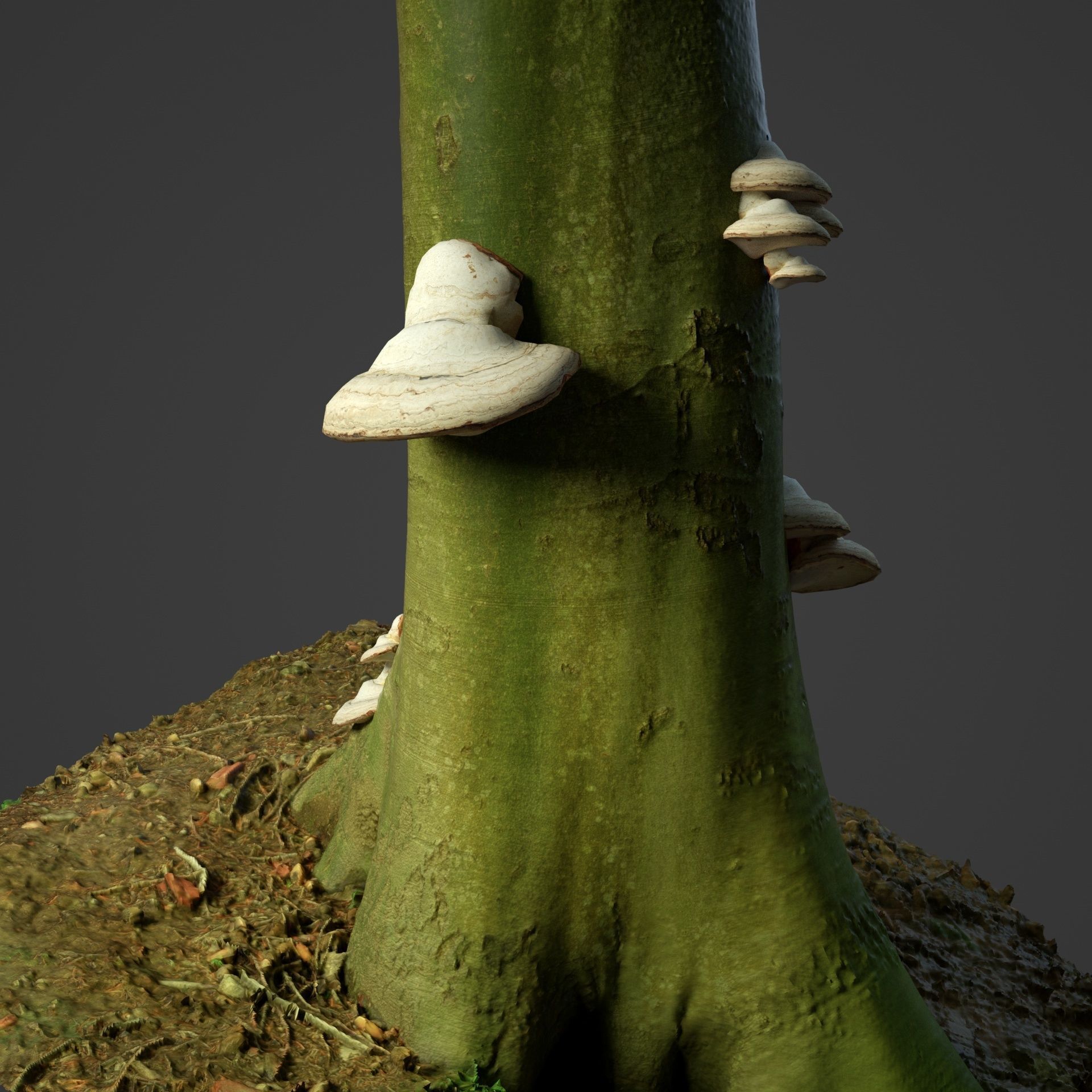 Forest Mushroom - Polypore - Ganoderma Low-poly 3D model_9
