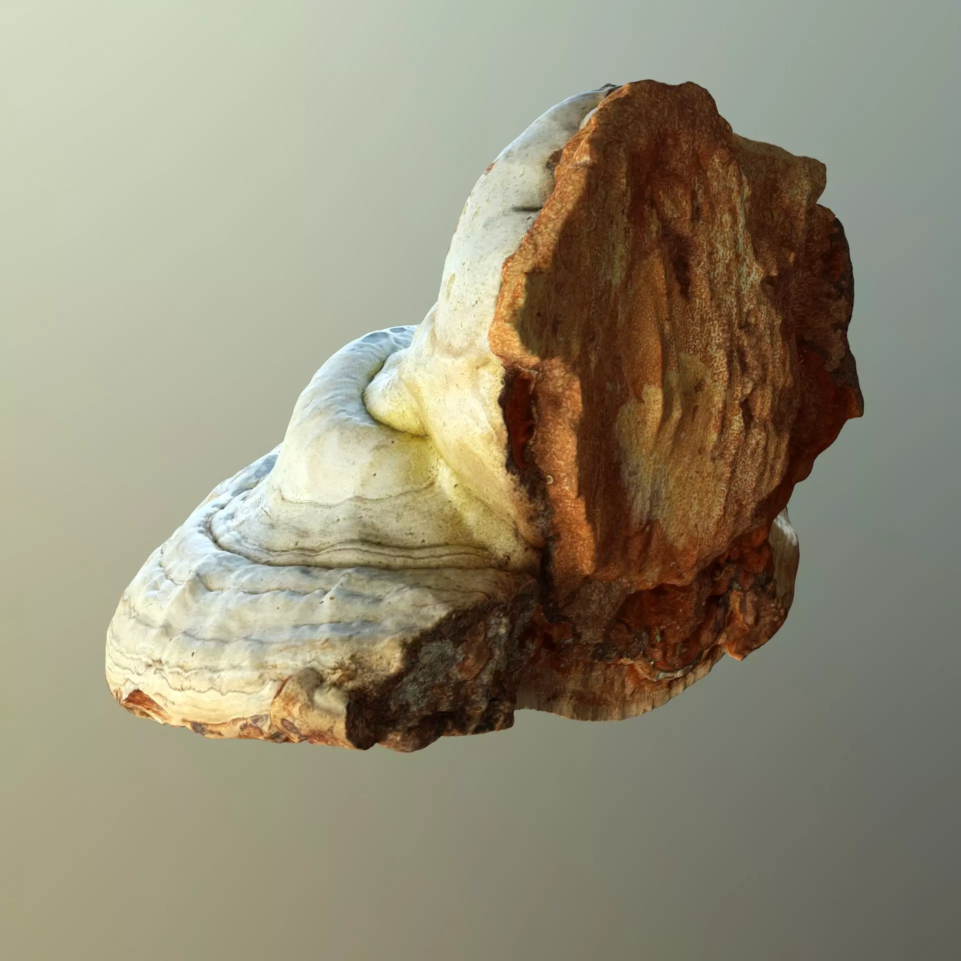 Forest Mushroom - Polypore - Ganoderma Low-poly 3D model_0