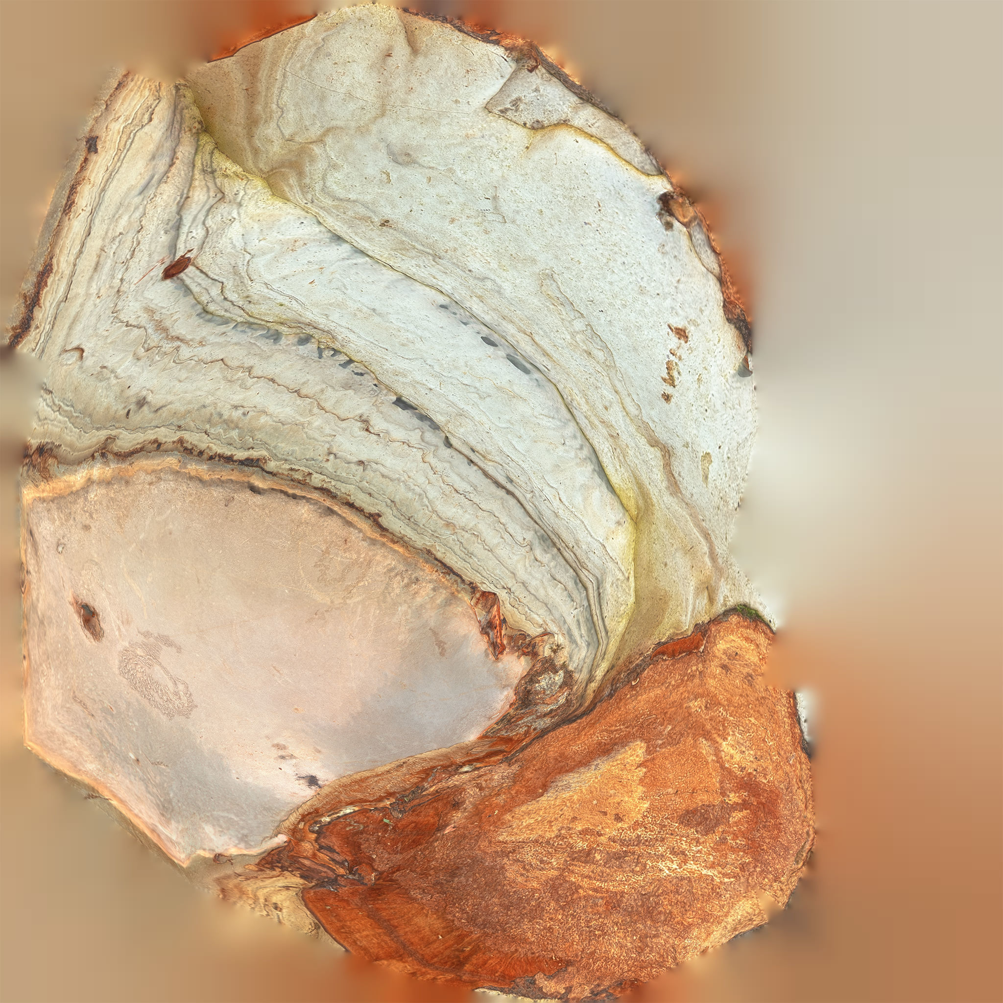 Forest Mushroom - Polypore - Ganoderma Low-poly 3D model_6