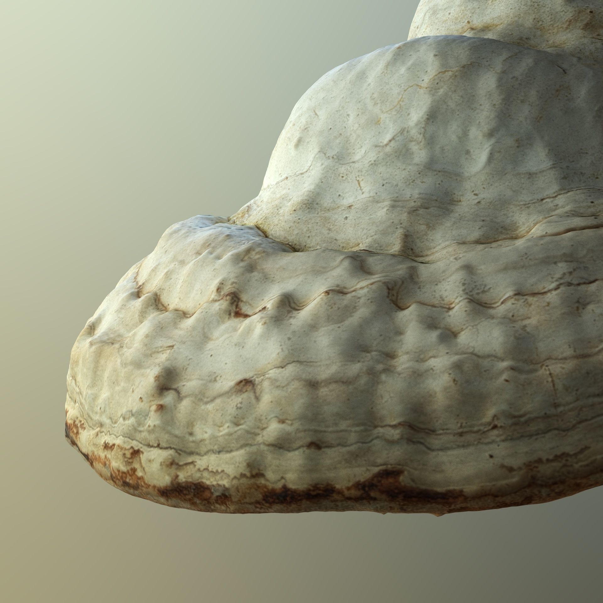 Forest Mushroom - Polypore - Ganoderma Low-poly 3D model_4