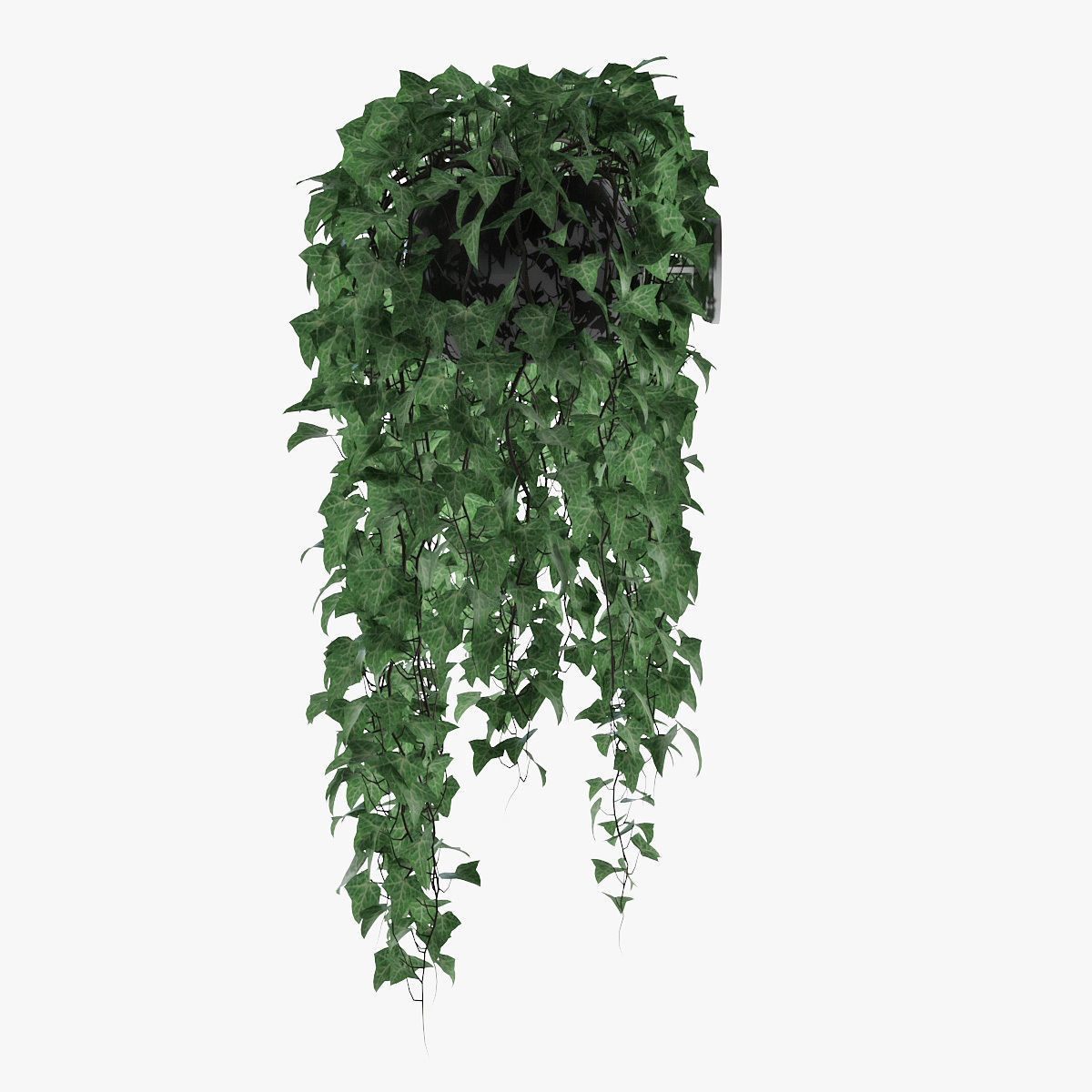 Ivy in pot 09 3D model_4