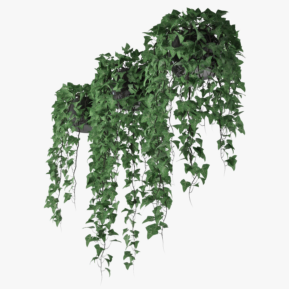 Ivy in pot 09 3D model_3