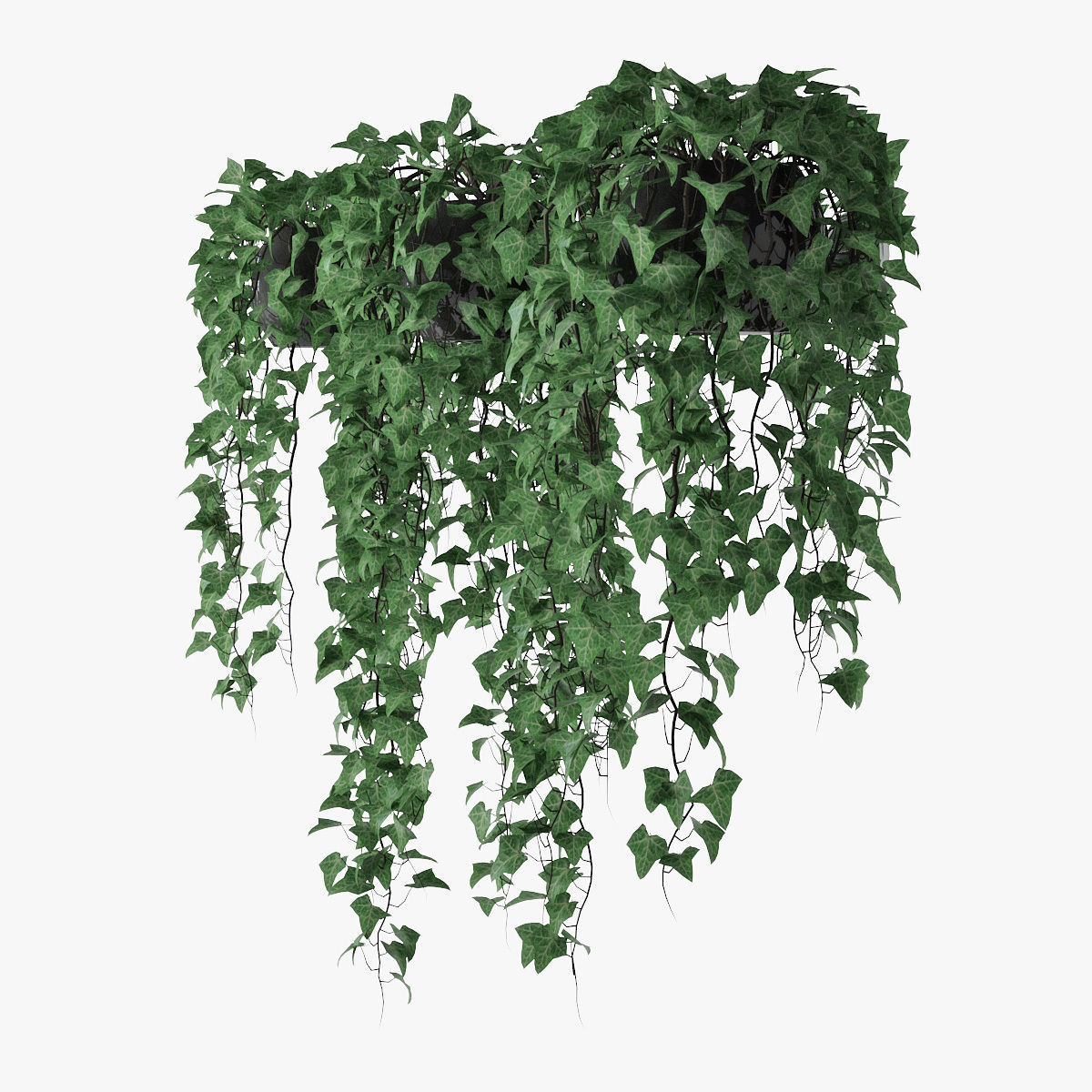 Ivy in pot 09 3D model_2