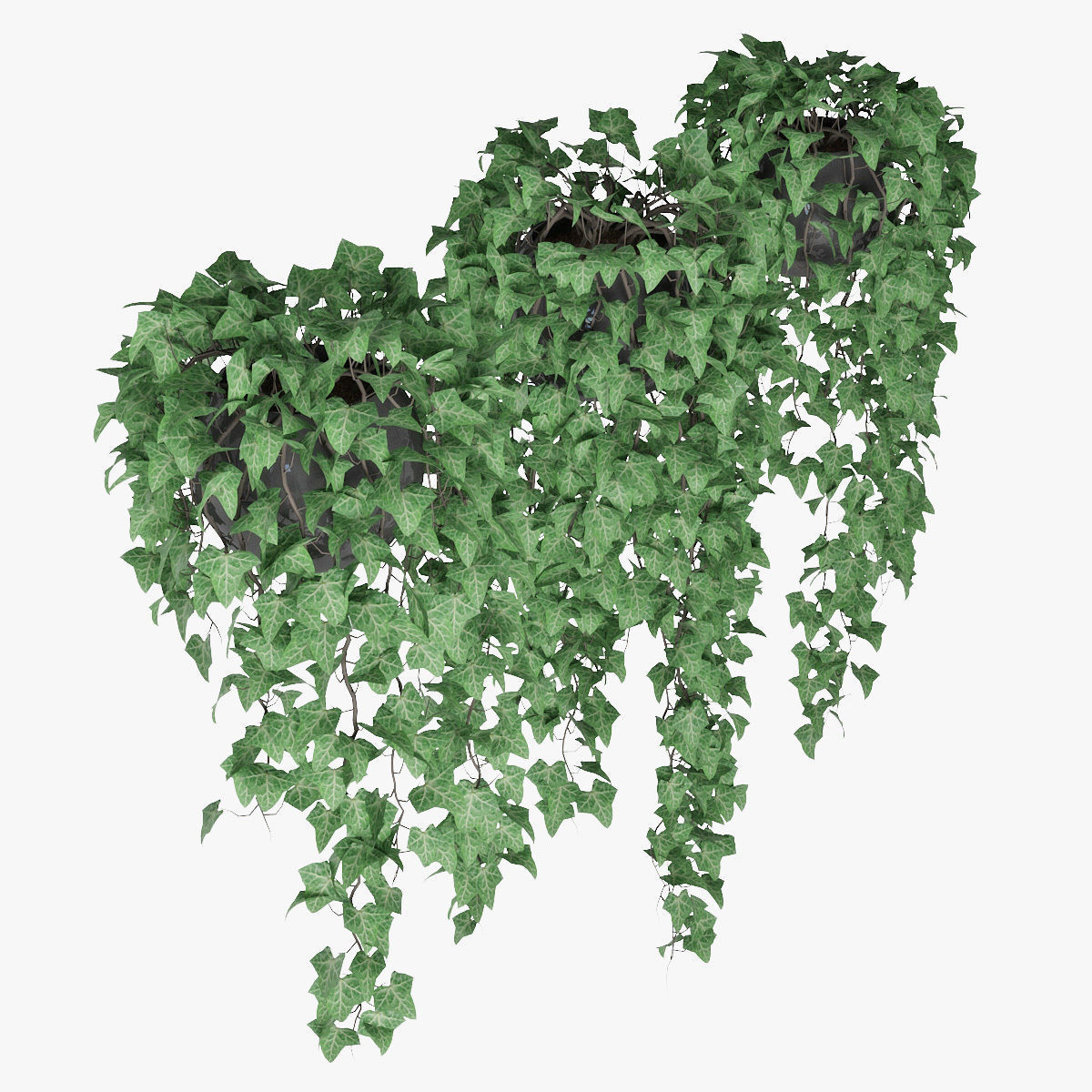 Ivy in pot 09 3D model_5