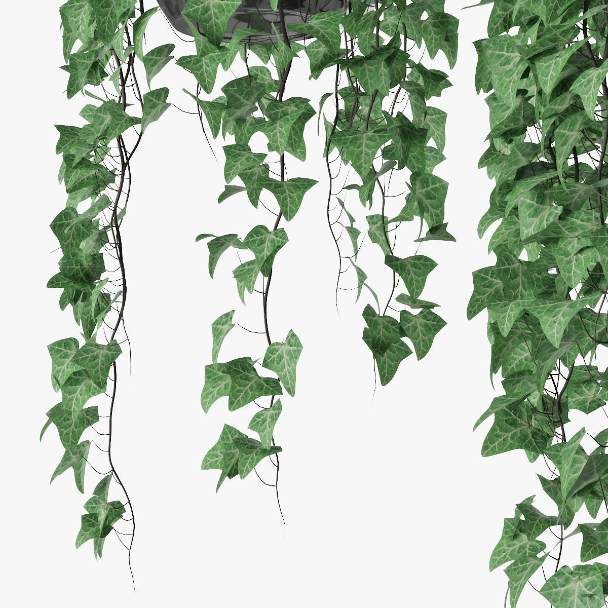 Ivy in pot 09 3D model_6