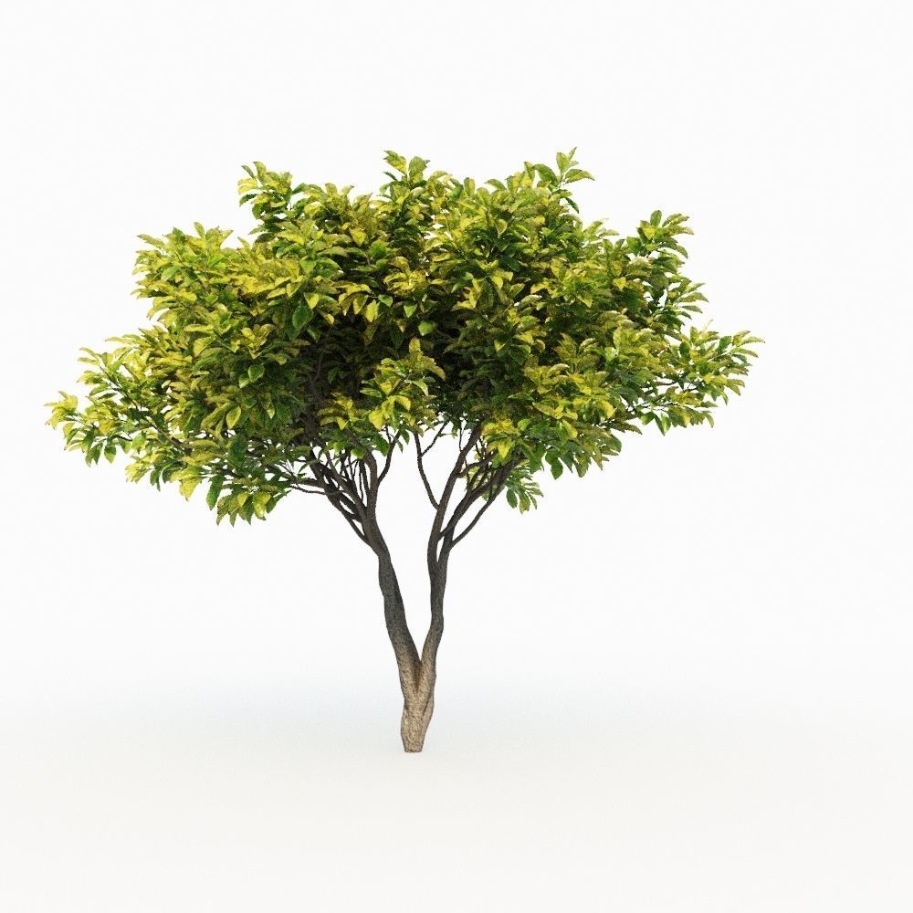 Magnolia Set tree 3D model_7