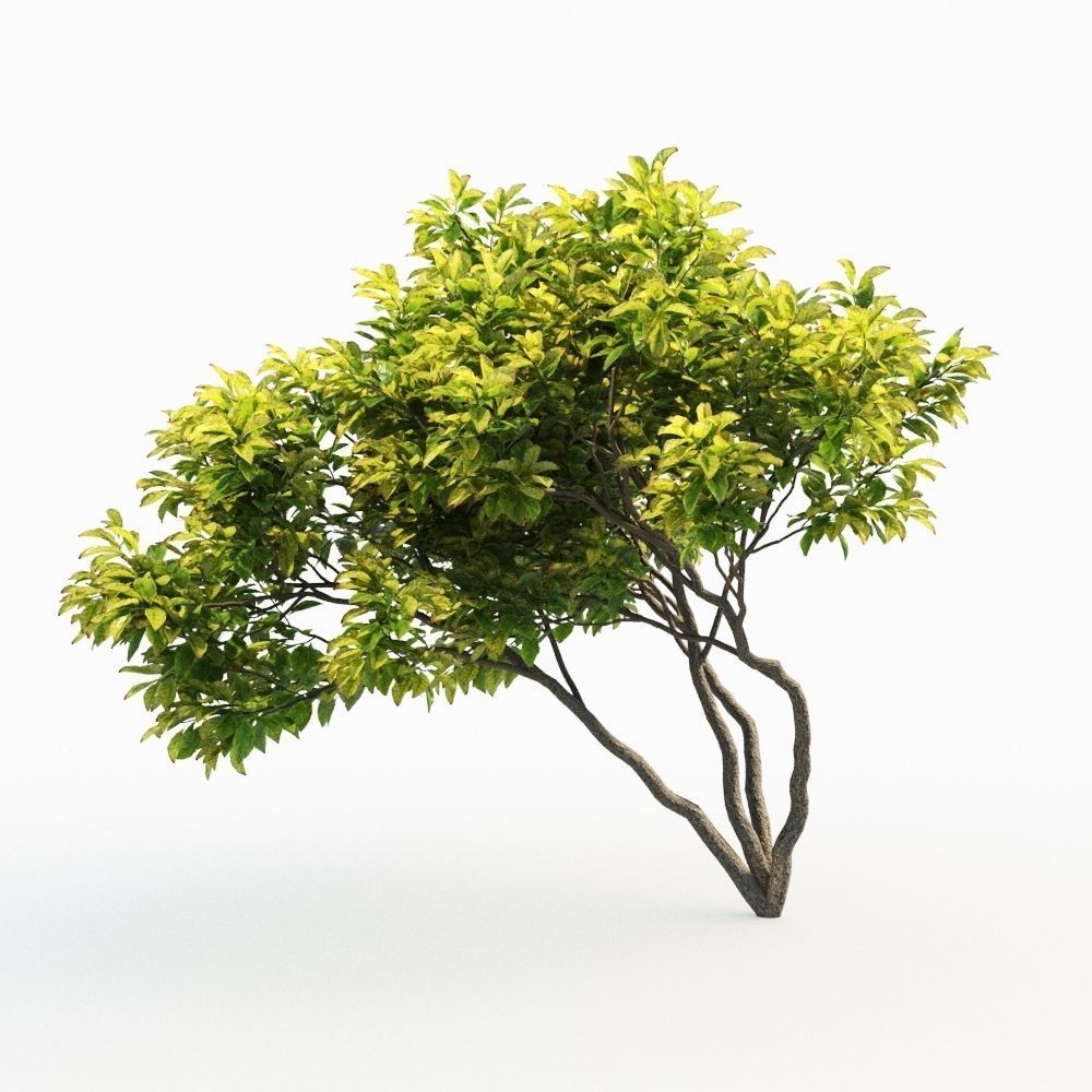 Magnolia Set tree 3D model_1