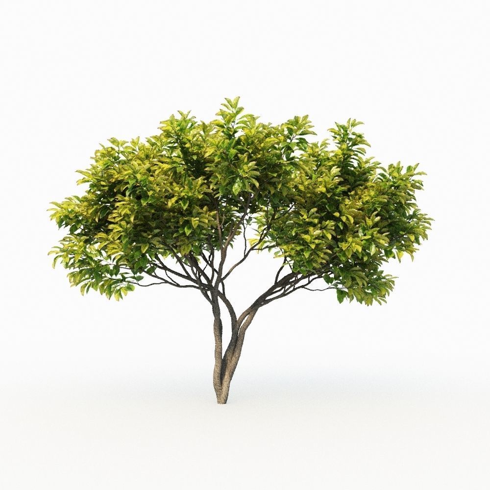 Magnolia Set tree 3D model_8