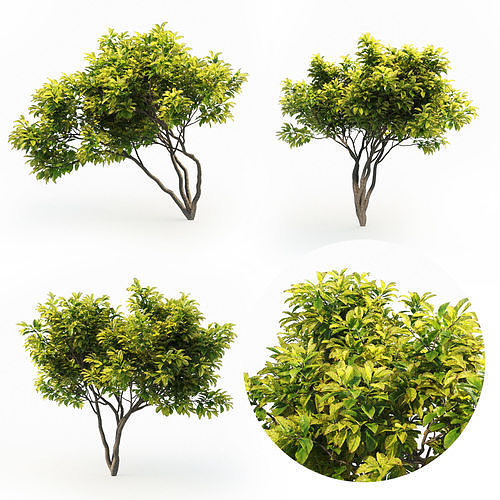 Magnolia Set tree 3D model
