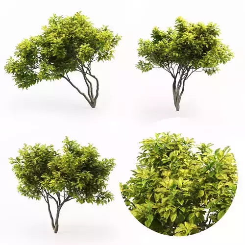 Magnolia Set tree 3D model