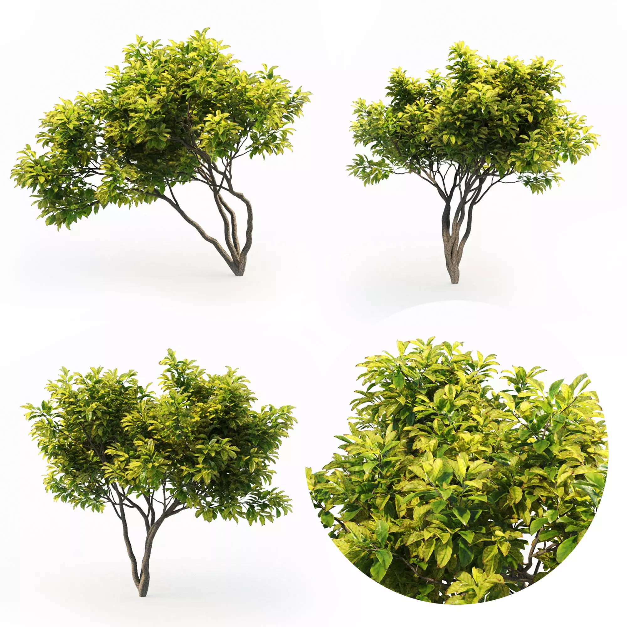 Magnolia Set tree 3D model_0