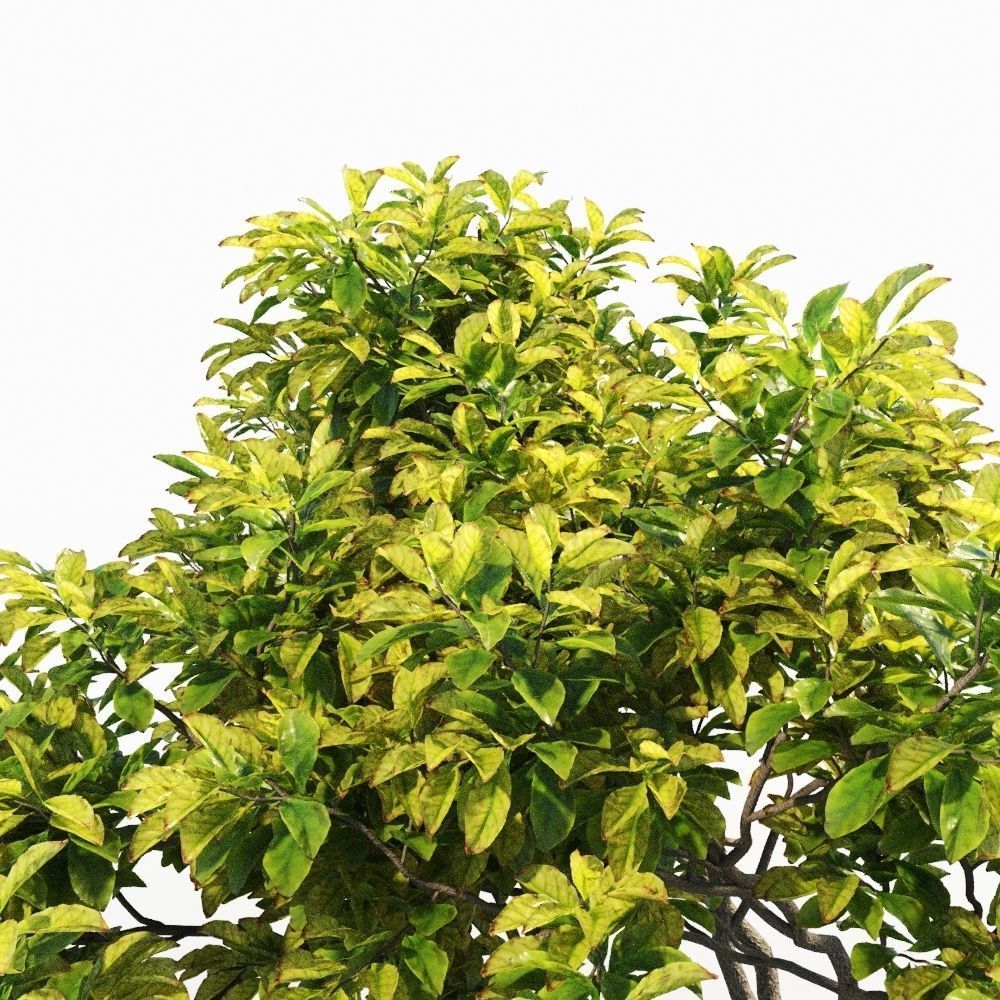 Magnolia Set tree 3D model_11