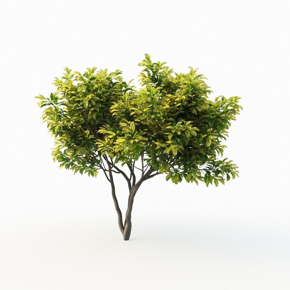 Magnolia Set tree 3D model_9