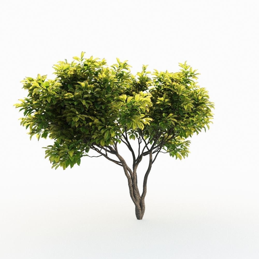Magnolia Set tree 3D model_10