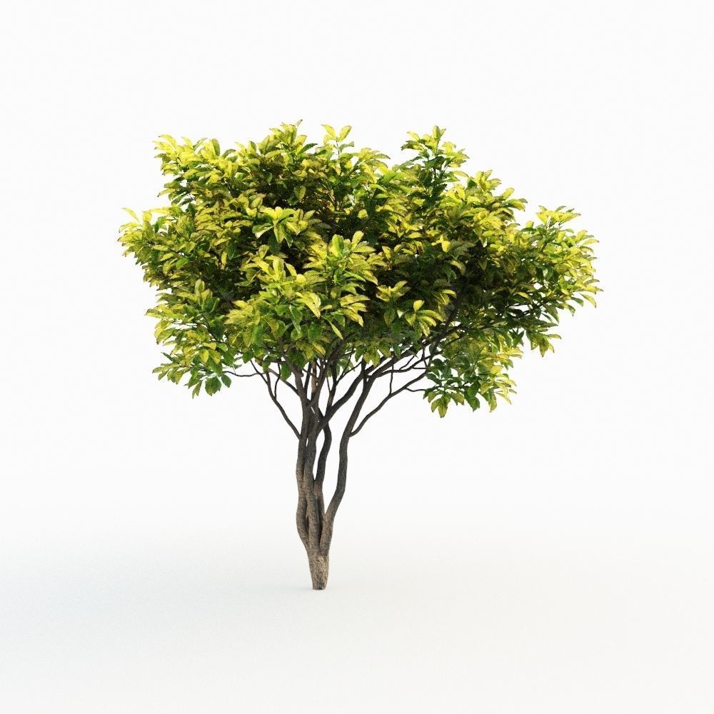 Magnolia Set tree 3D model_6