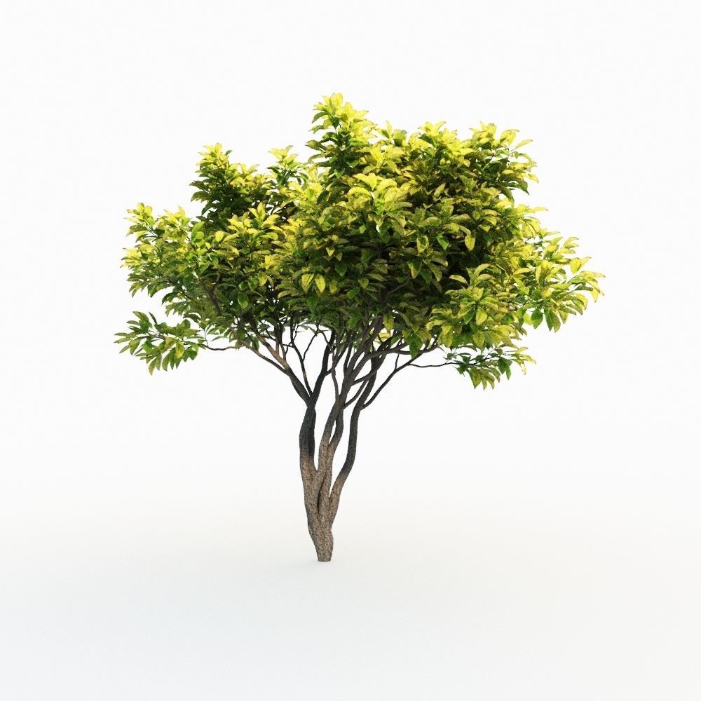 Magnolia Set tree 3D model_5
