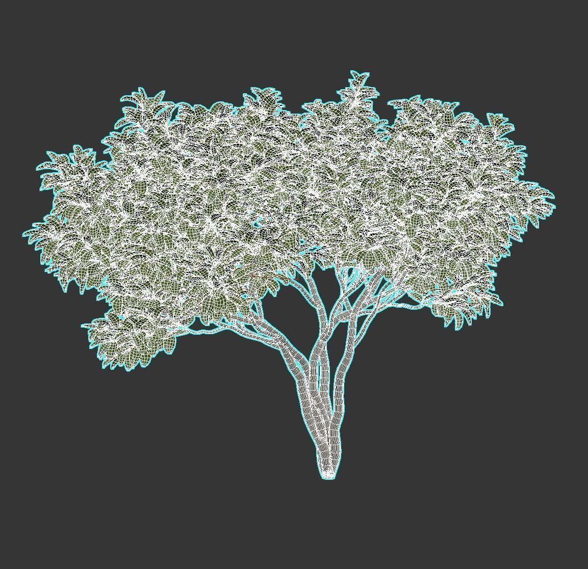 Magnolia Set tree 3D model_13