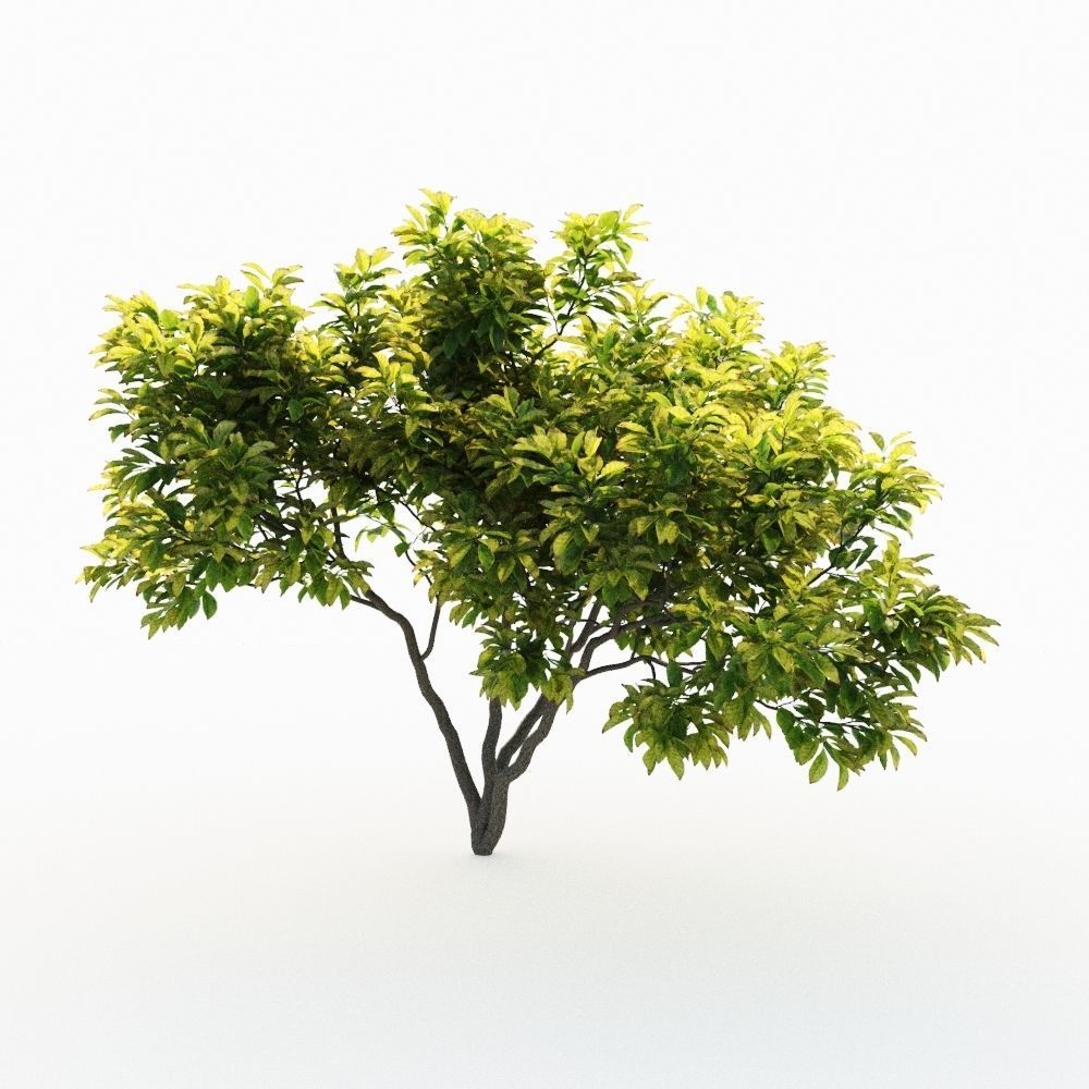 Magnolia Set tree 3D model_2
