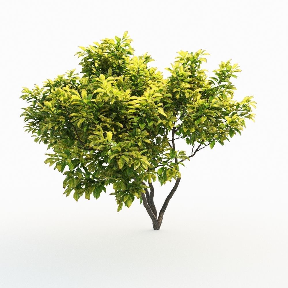 Magnolia Set tree 3D model_3