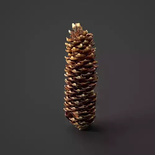 Spruce Cob - Photo Scan