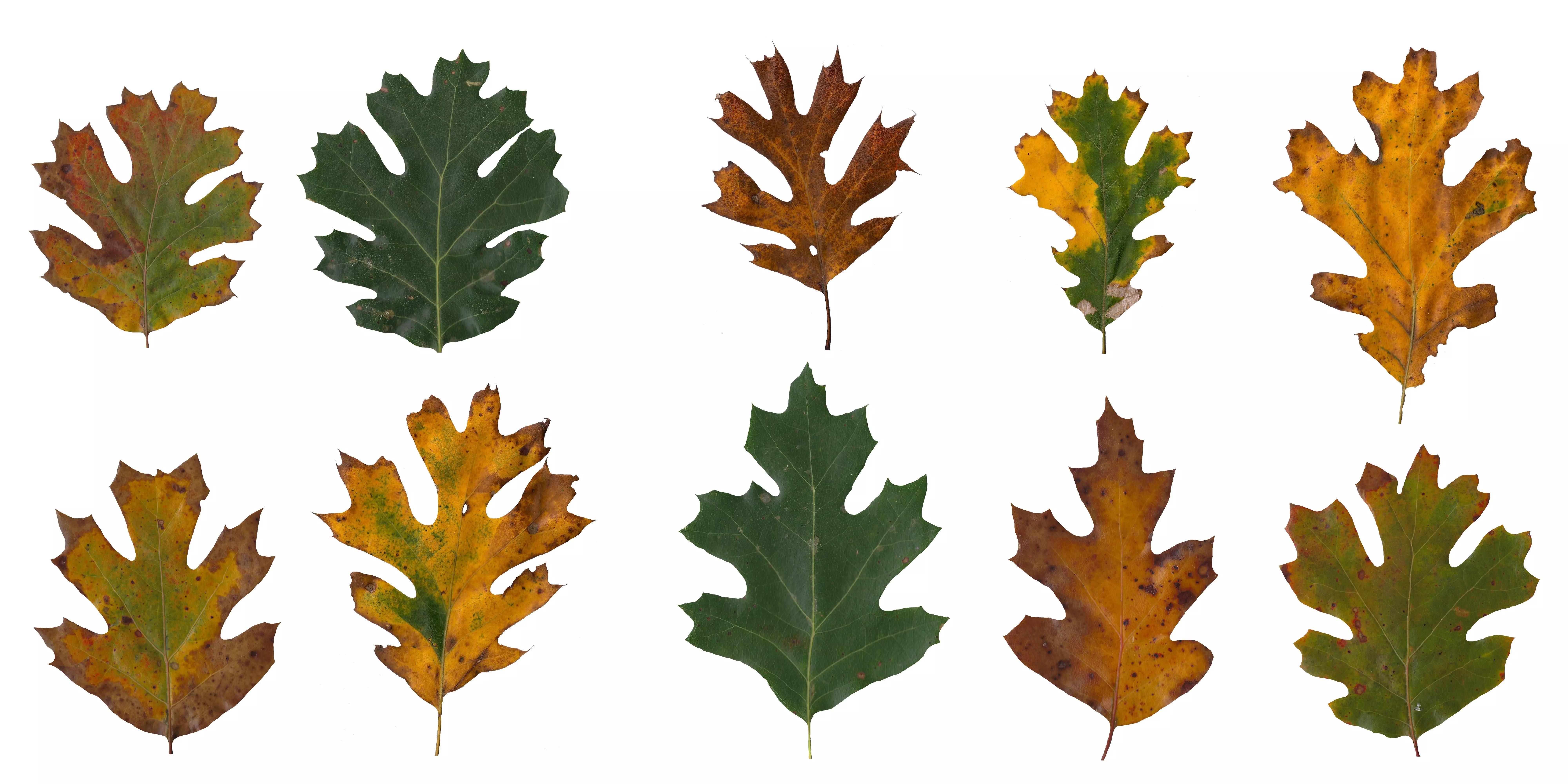 California Black Oak Texture Pack - 32 Textures Texture