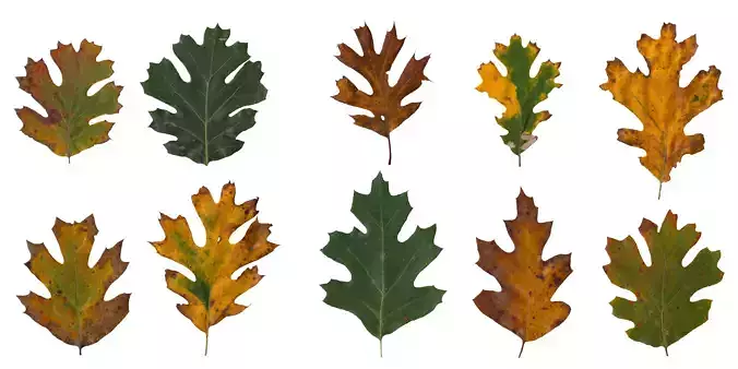 California Black Oak Texture Pack - 32 Textures Texture