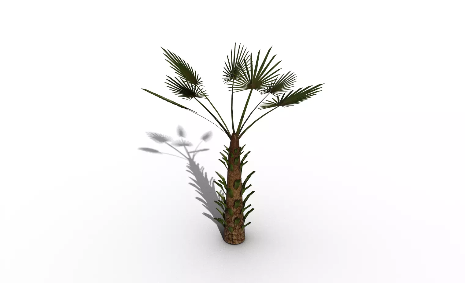 palm tree Free 3D model_0