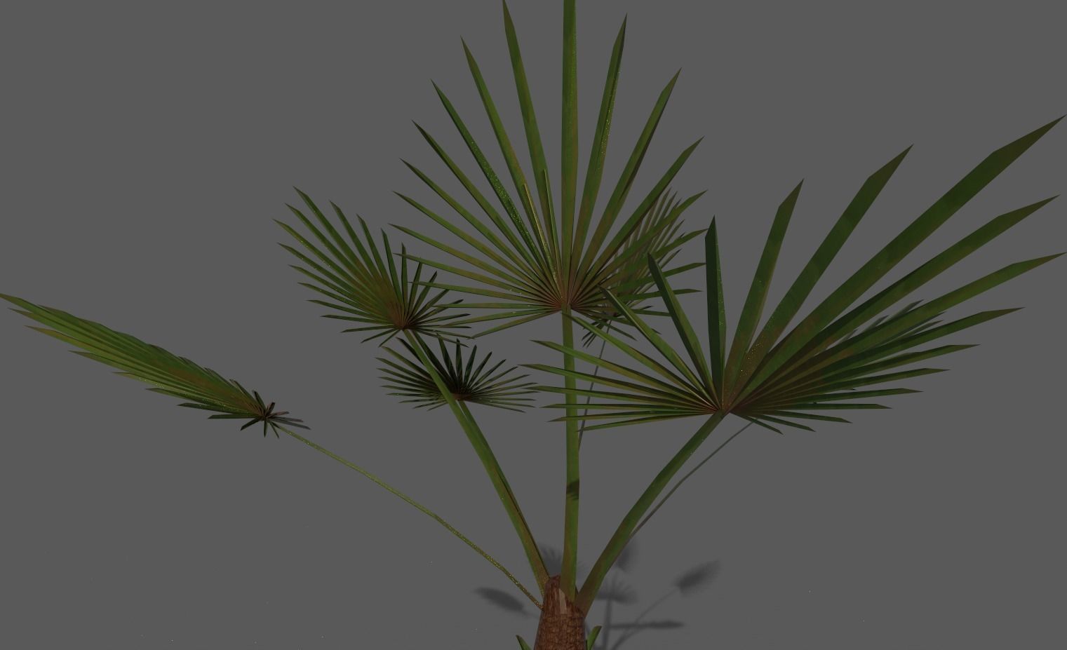 palm tree Free 3D model_3