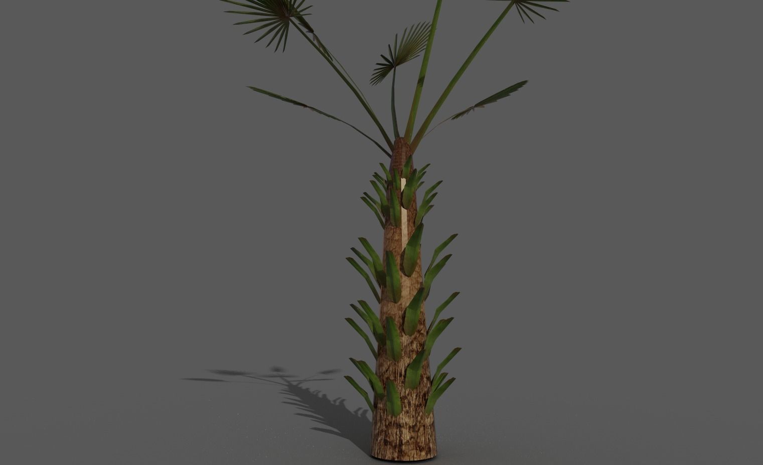palm tree Free 3D model_2