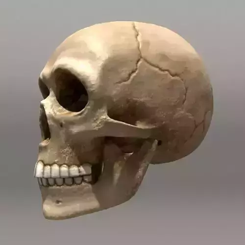 Skull human