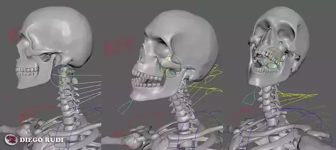 Skeleton for animation Maya Rigged Low-poly 3D model