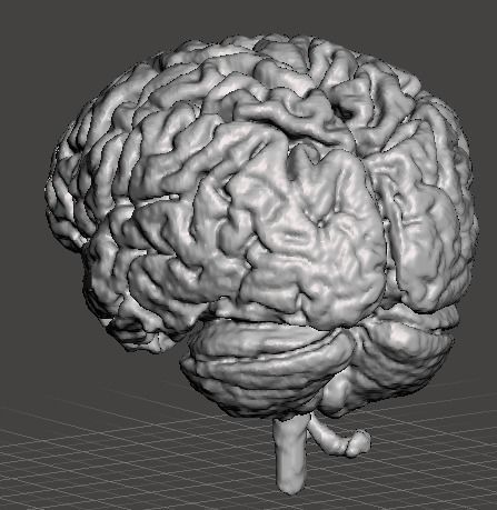 Human Brain Model Anatomical 3D print model_2
