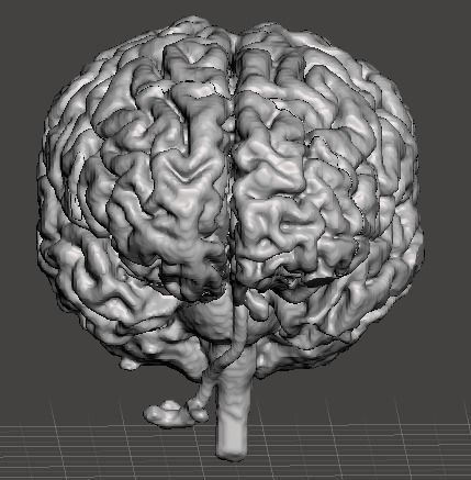 Human Brain Model Anatomical 3D print model_1