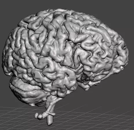 Human Brain Model Anatomical 3D print model_0