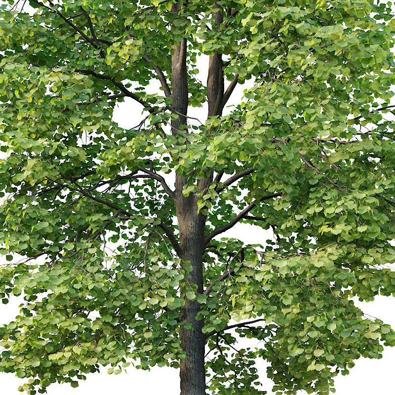Tilia europaea Nr 3 H9-11m Two tree set 3D model_1