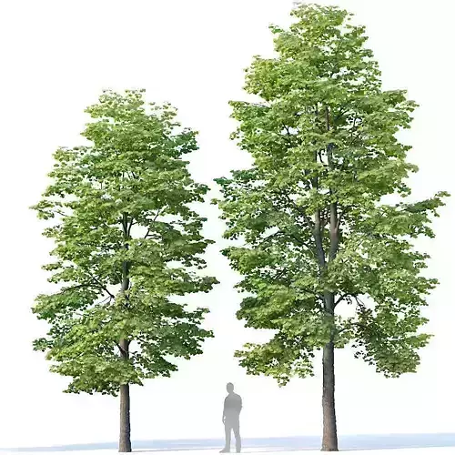Tilia europaea Nr 3 H9-11m Two tree set 3D model