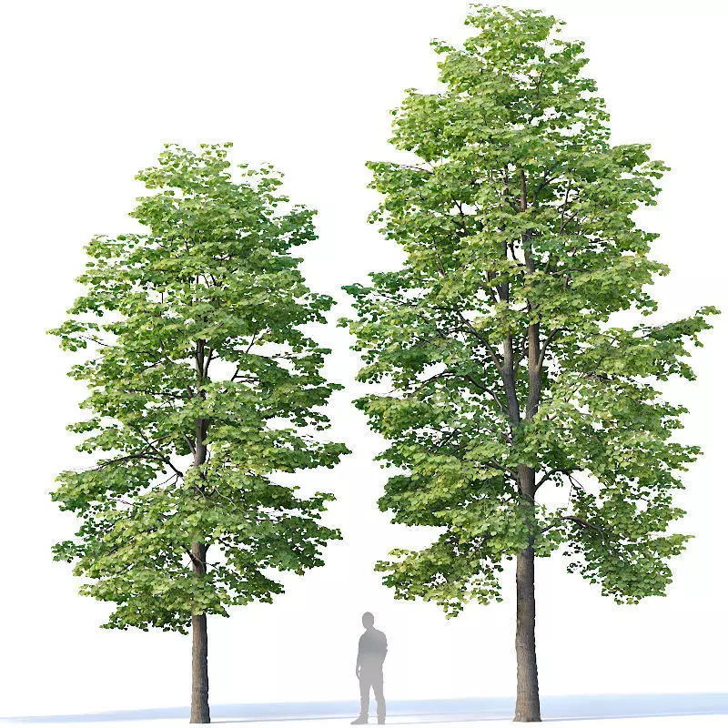 Tilia europaea Nr 3 H9-11m Two tree set 3D model_0