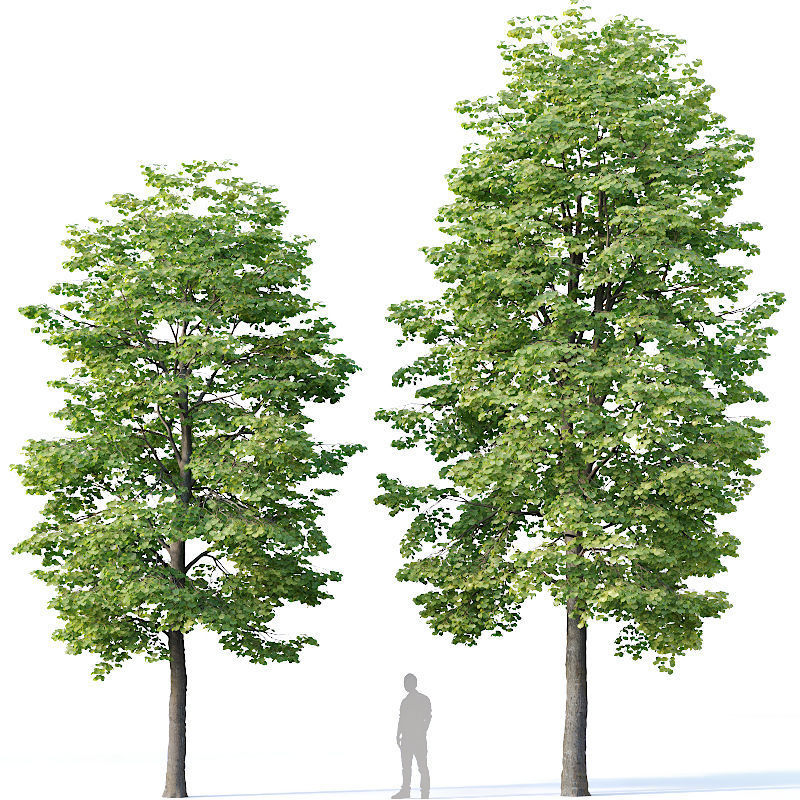 Tilia europaea Nr 3 H9-11m Two tree set 3D model_2