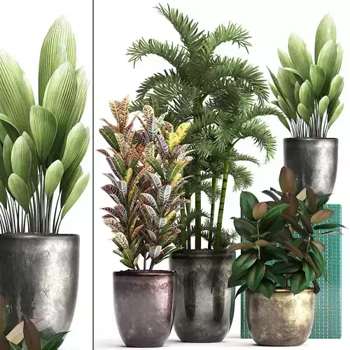 Collection Exotic plants 353