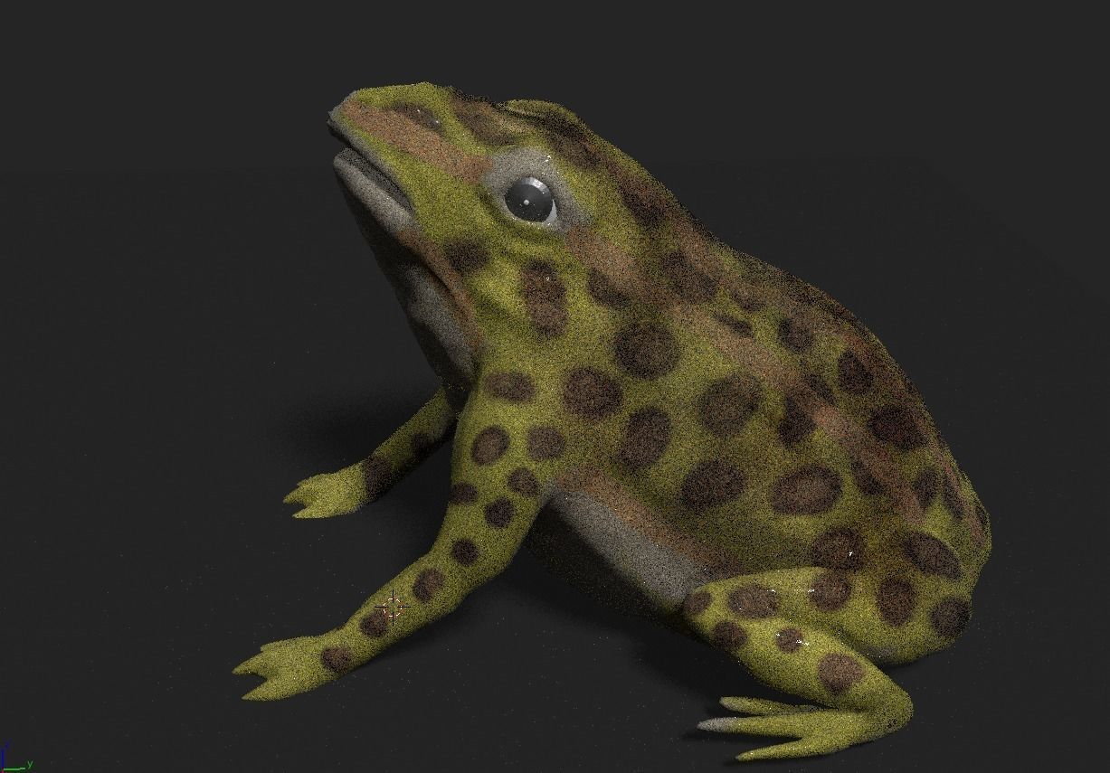 frog 3d model 3D model_5
