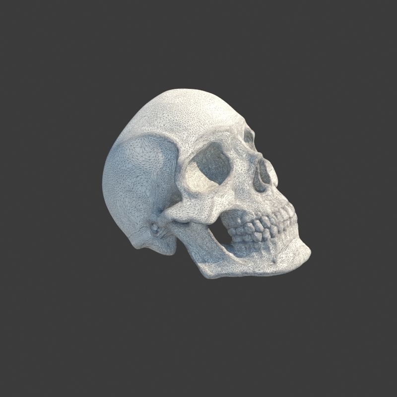 Human Homo Sapien Skull Ring for 3D printing 3D print model_12