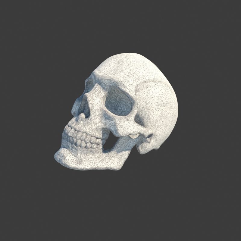 Human Homo Sapien Skull Ring for 3D printing 3D print model_8