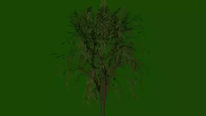 Tree - willow