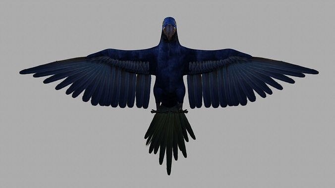 Parrot Macaw 3D model