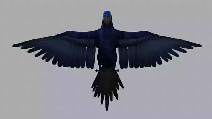 Parrot Macaw 3D model