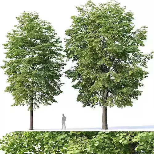 Tilia europaea Nr 4 H12-14m Two tree set 3D model
