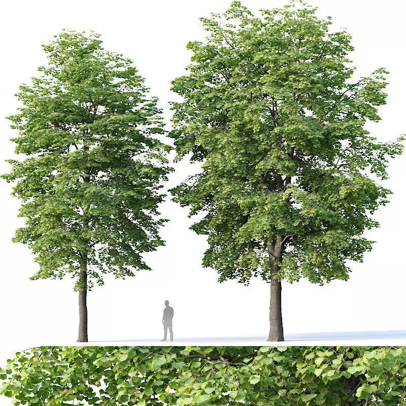 Tilia europaea Nr 4 H12-14m Two tree set 3D model_0